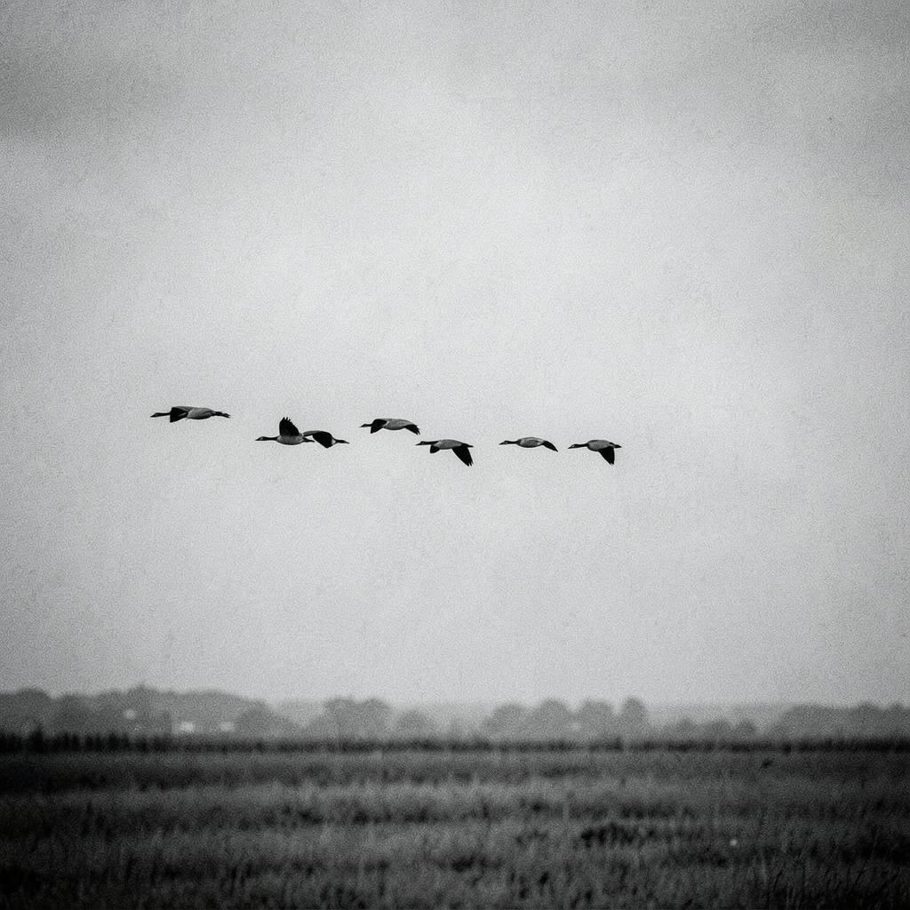 Geese Going Over のイメージ