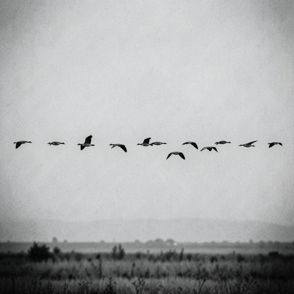 Geese Going Over Ⅱ のイメージ