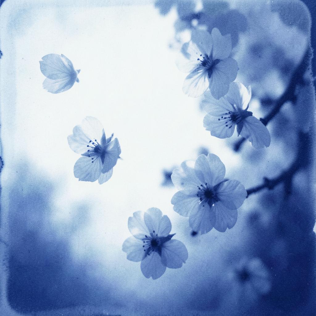 【春】花びらの舞う朝 のイメージ